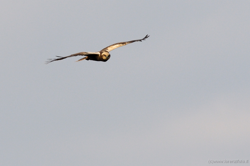 2011 Circus aeruginosus (Falco di palude).jpg